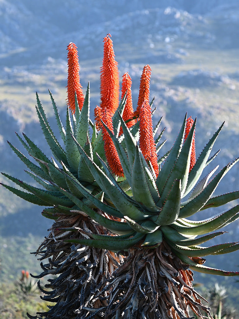 Aloe Ferox