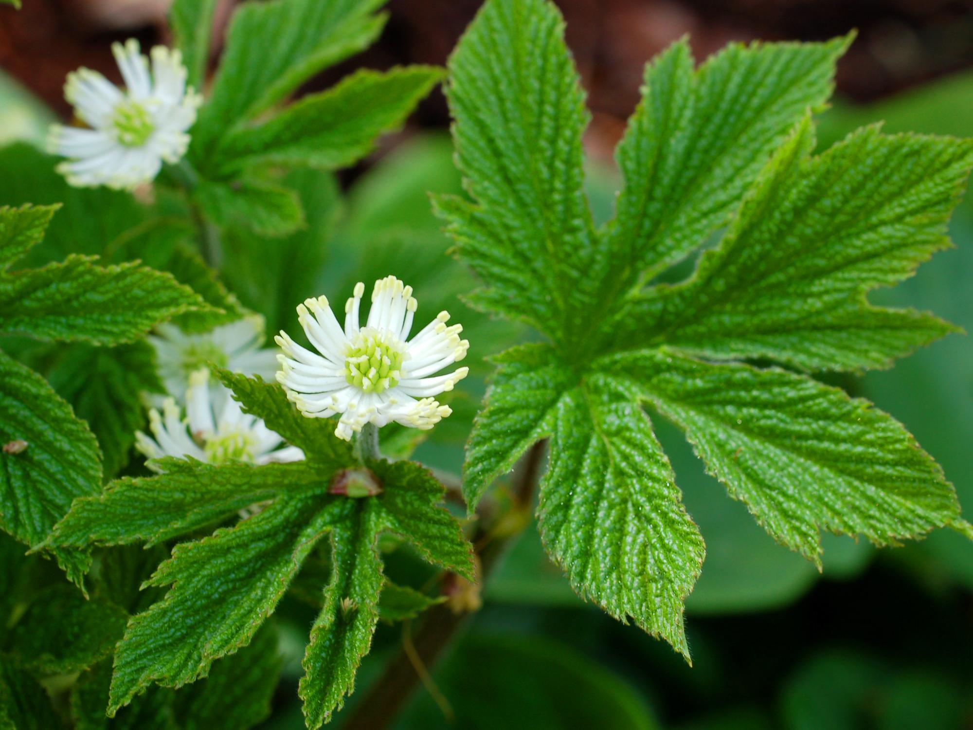 Goldenseal Herb