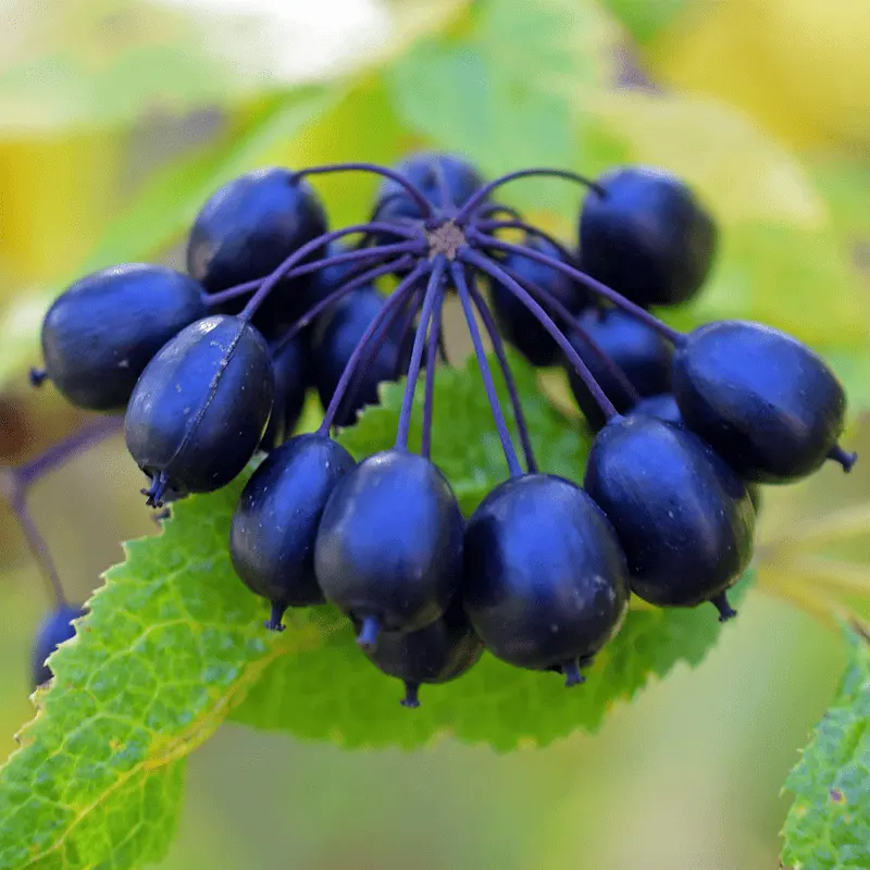 Siberian Ginseng