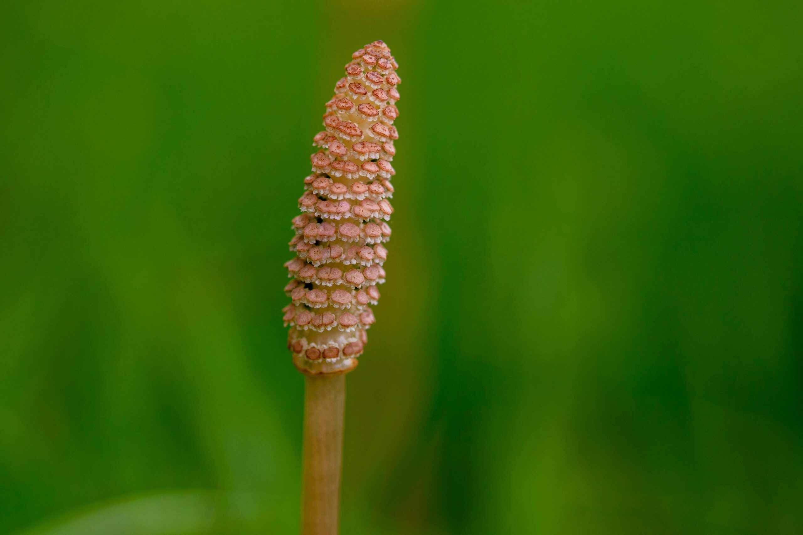 Horsetail
